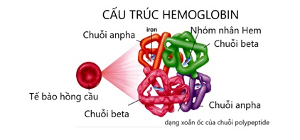 Hemoglobin 1