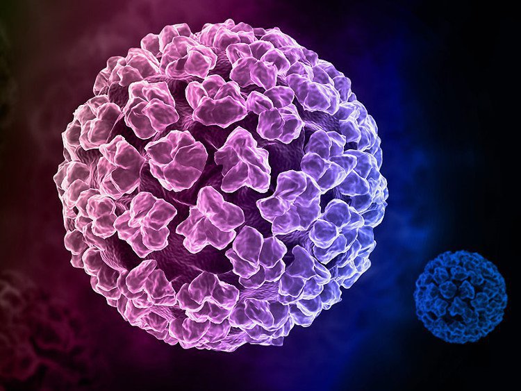 Virus HPV là gì? Có mấy loại virus? HPV 16, 18